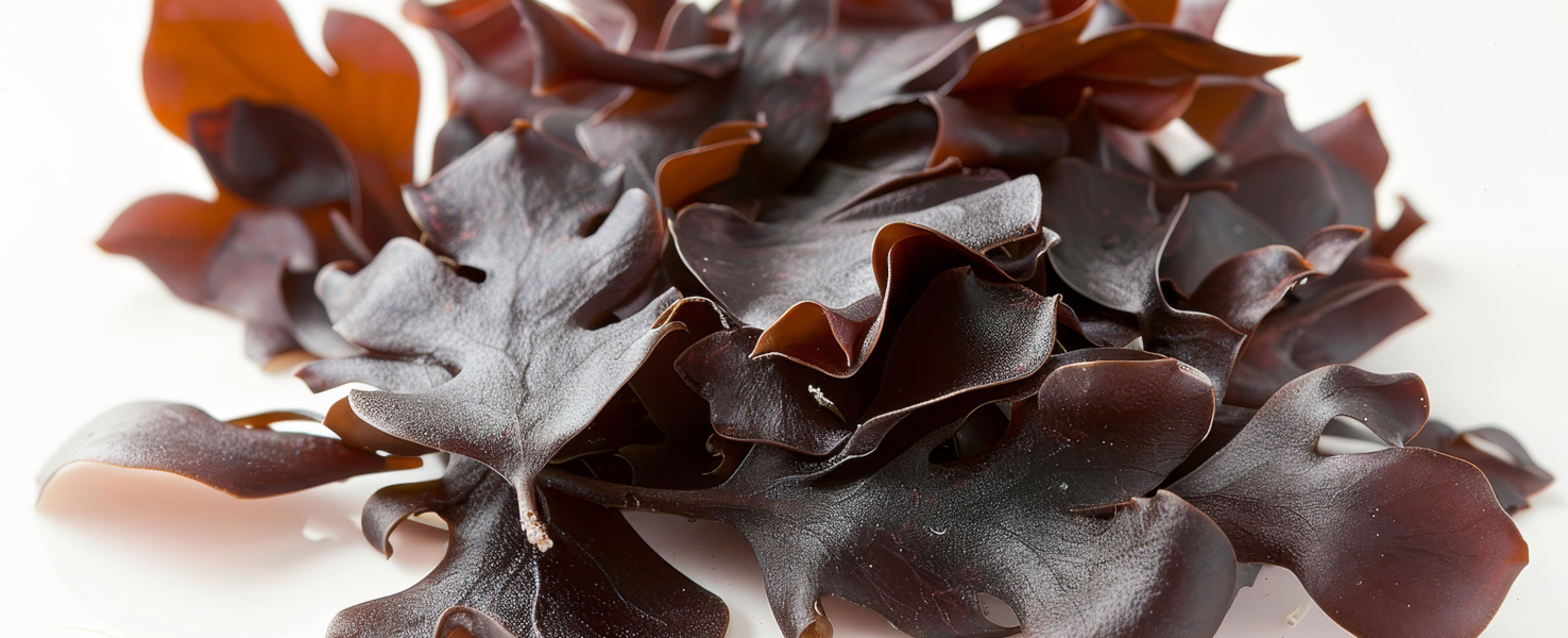 L'algue rouge Dulse pour hydrater et protéger la peau