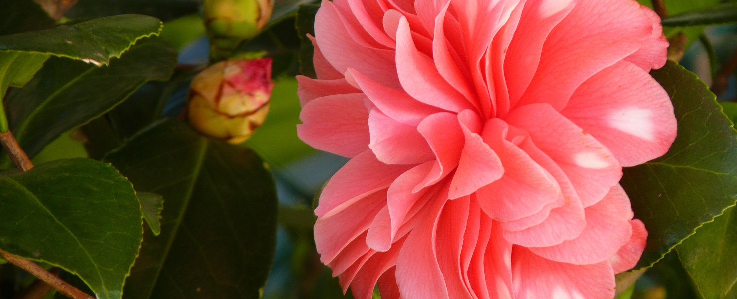 La fleur de Camélia pour protéger la peau de la lumière bleue