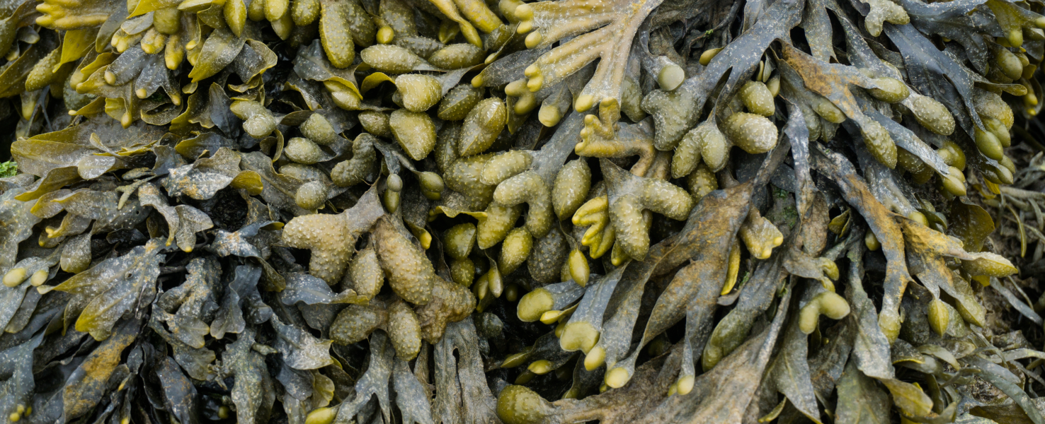 FUCUS BRETON RAFFEMISSANT ET ANTI AGE