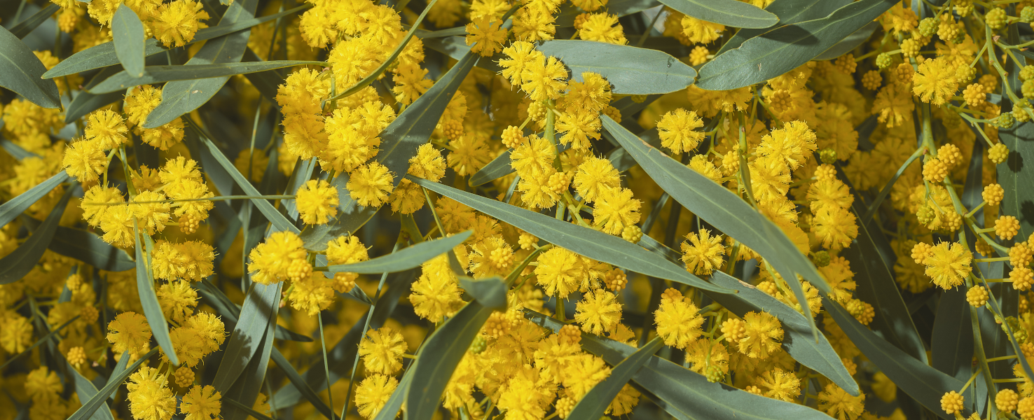 L'immortelle des sables pour réparer et détoxifier la peau