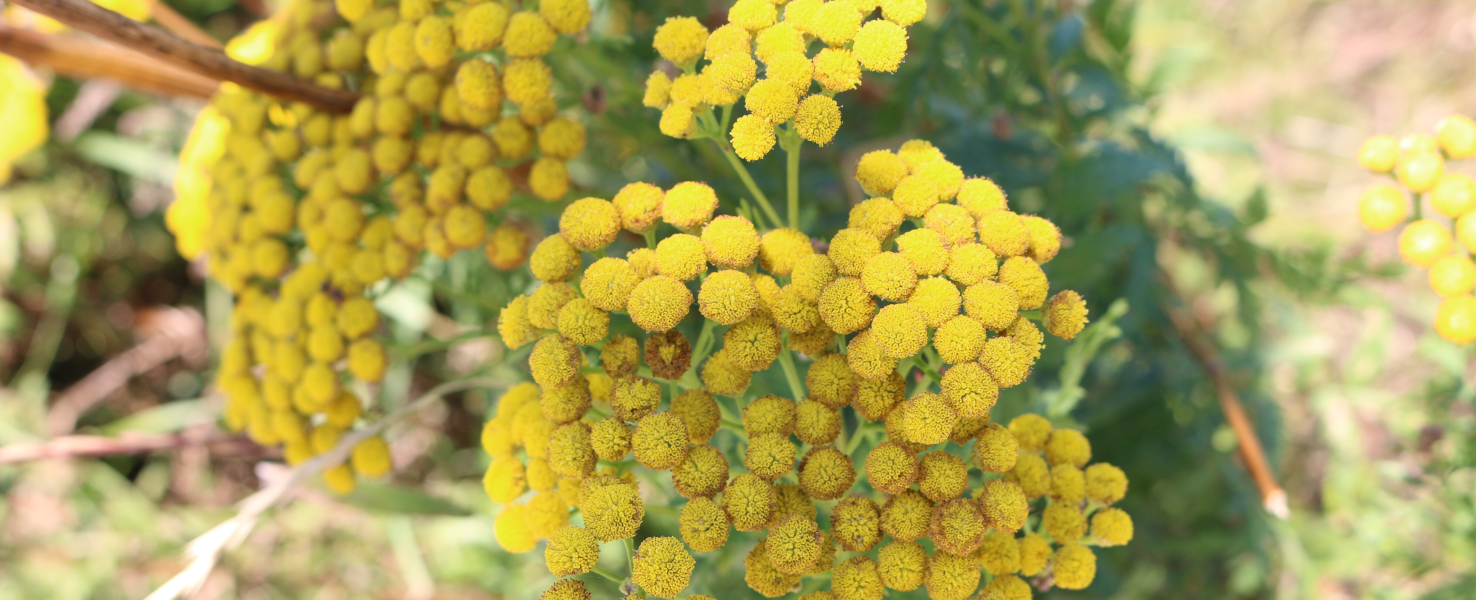 L'Immortelle d'Italie pour cicatriser