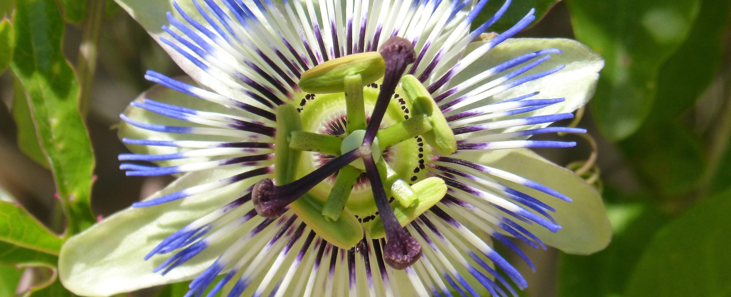La passiflore pour hydrater la peau et protéger la flore cutanée