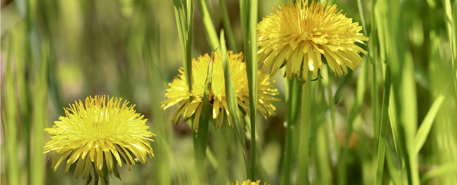La feuille de pissenlit pour la vitalité cutanée