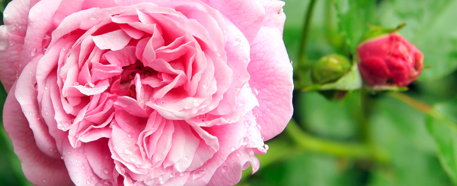 La rose de Damas pour hydrater et revitaliser la peau
