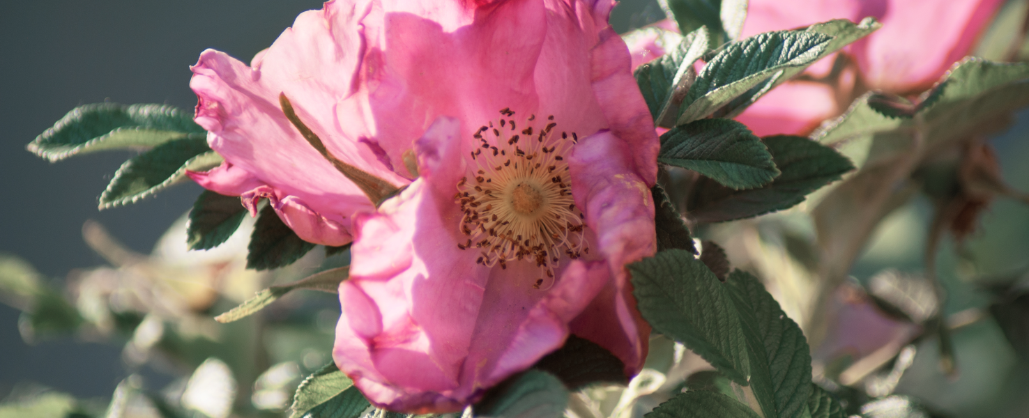 La rose de Provins pour protéger et apaiser la peau