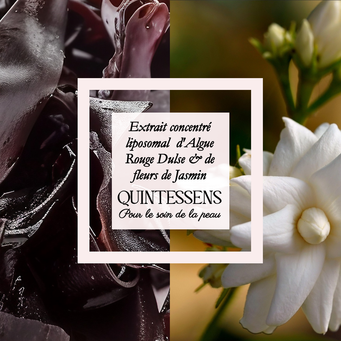 Extrait d'Algue rouge Dulse et Fleurs de Jasmin 25g