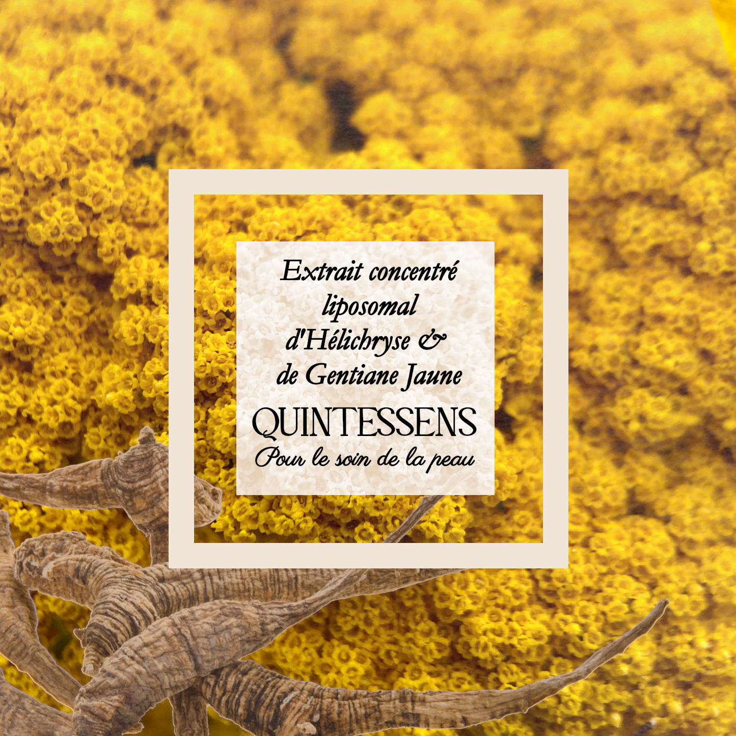 Extrait d'Immortelle et de Gentiane Jaune