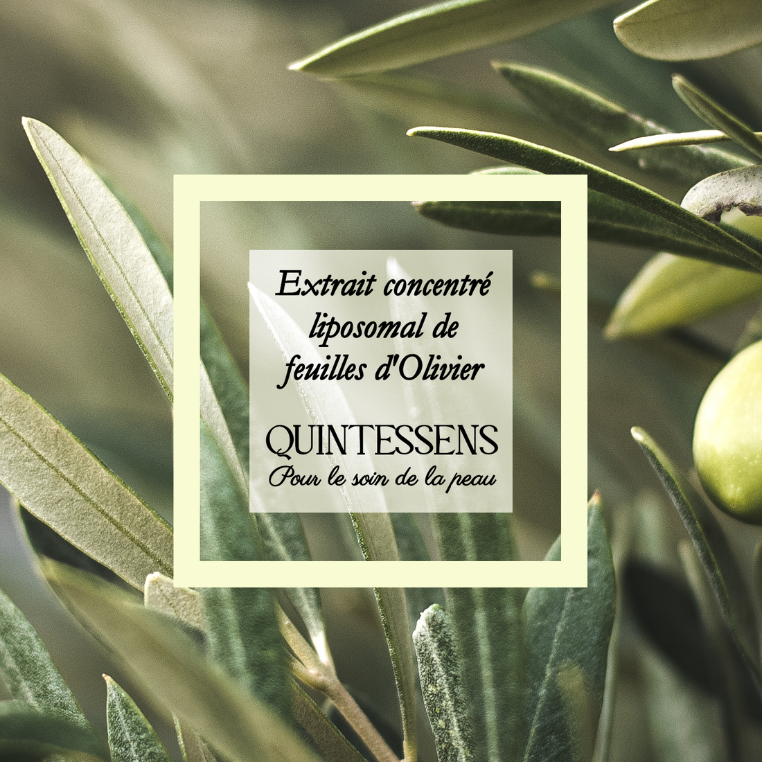 Extrait de plante feuilles d'olivier 25g
