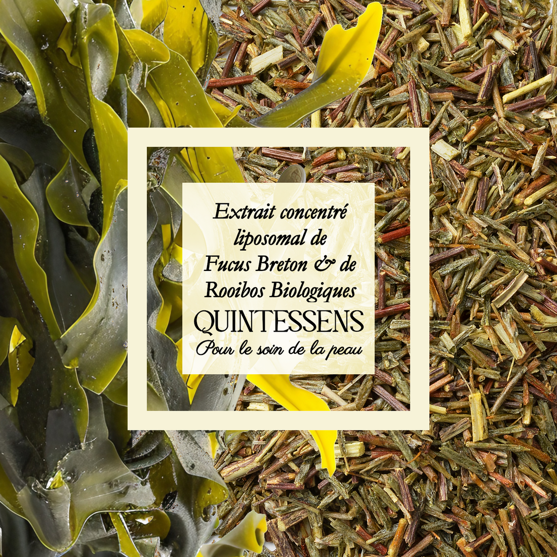 Extrait de plante Fucus & Rooibos vert 25g