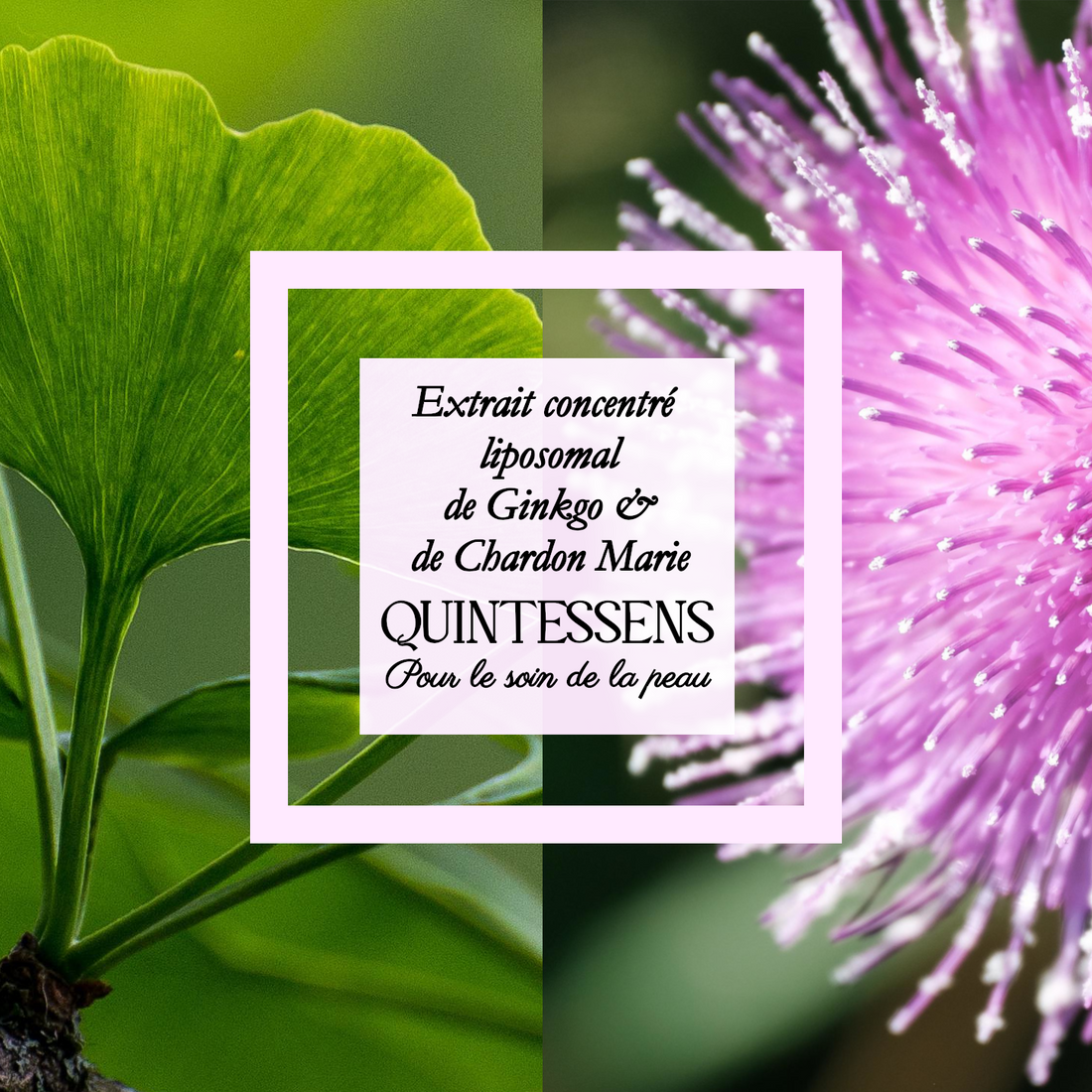 Extrait de Ginkgo et de Chardon-Marie 25g