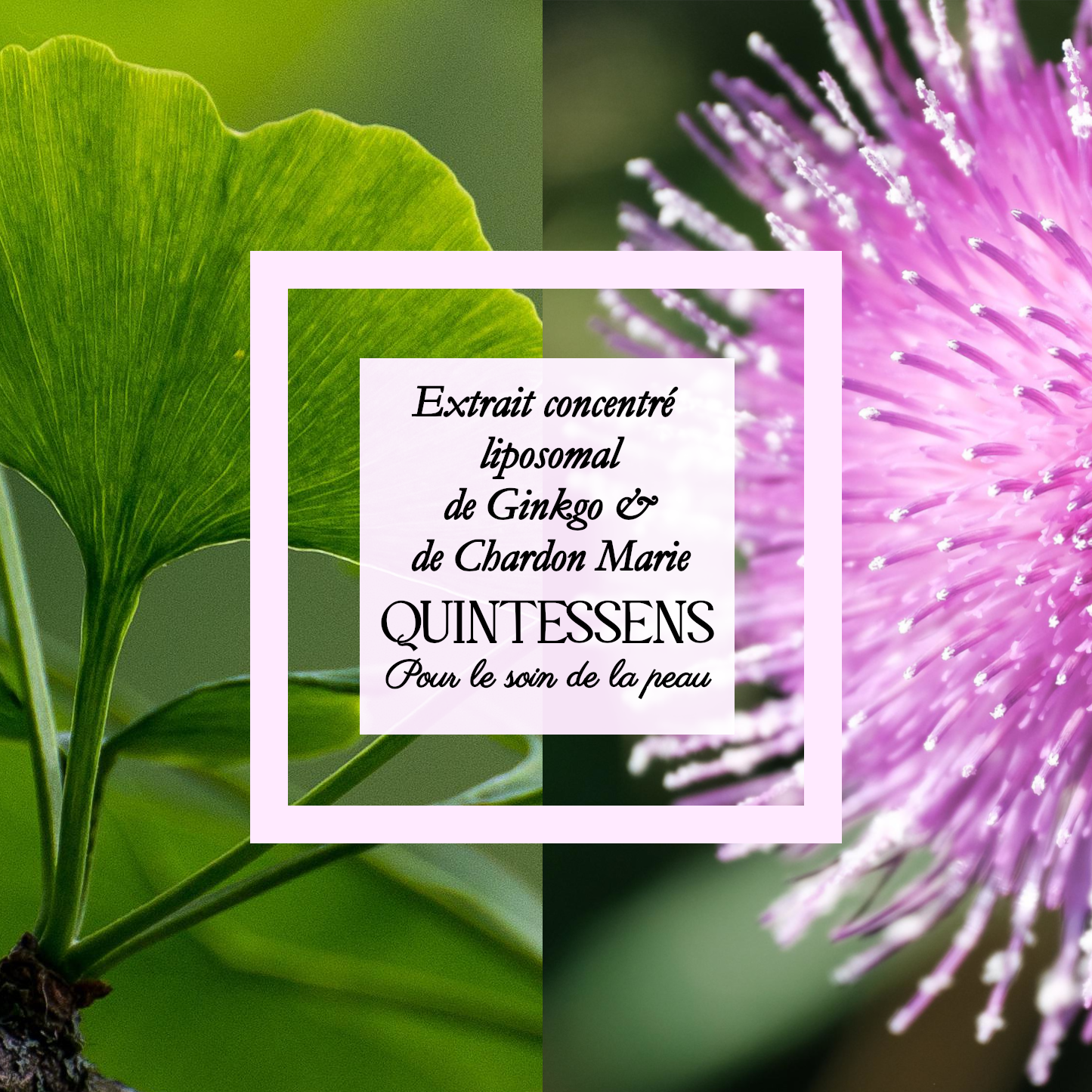 Extrait de Ginkgo et de Chardon-Marie 25g