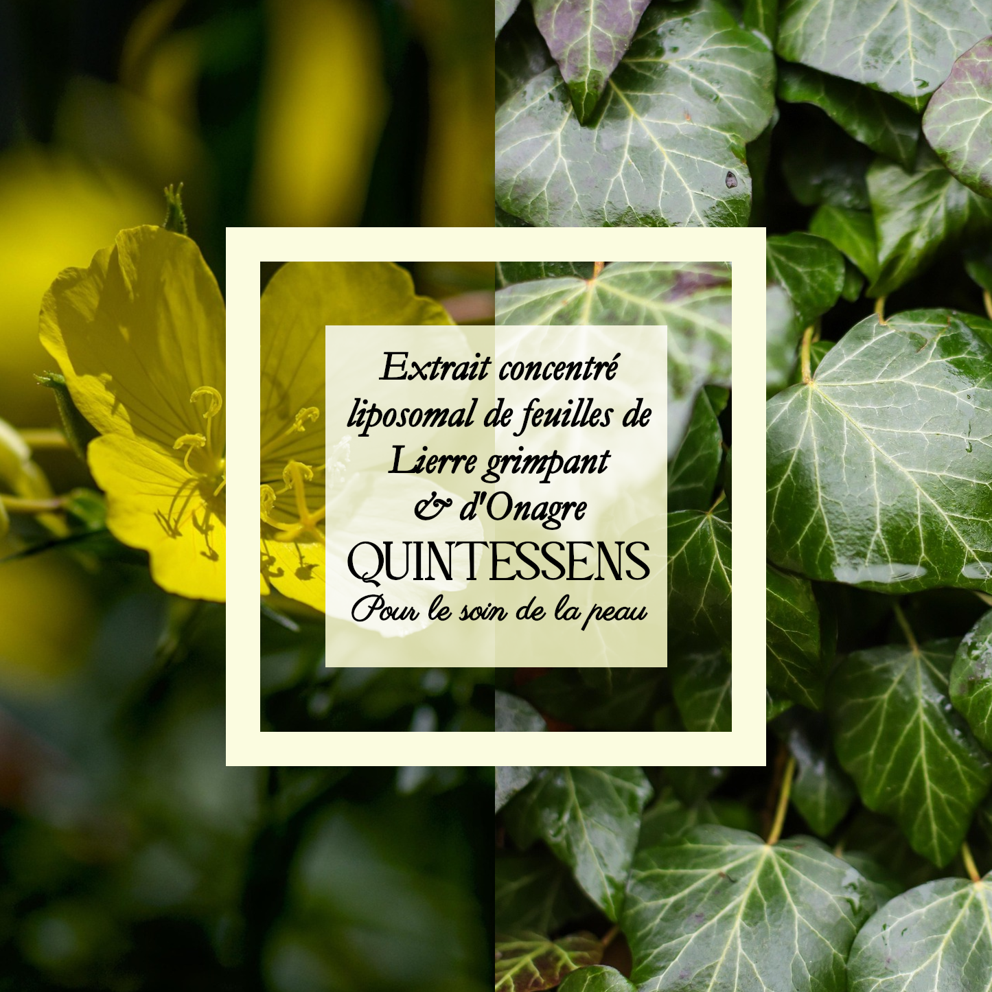 Extrait de Lierre et Onagre 25g