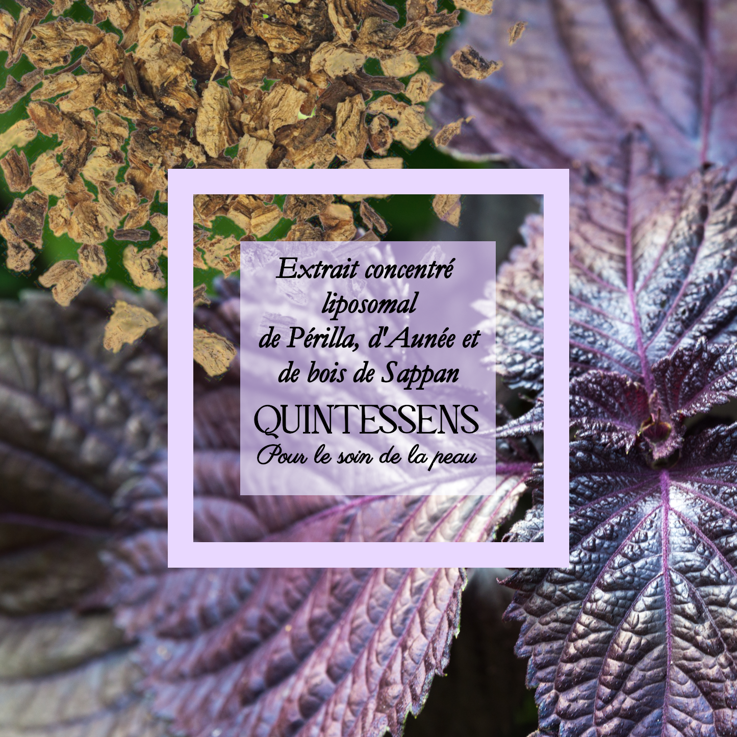 Extrait de plante Perilla pourpre, Grande Aunée et Bois de Sappan 25g