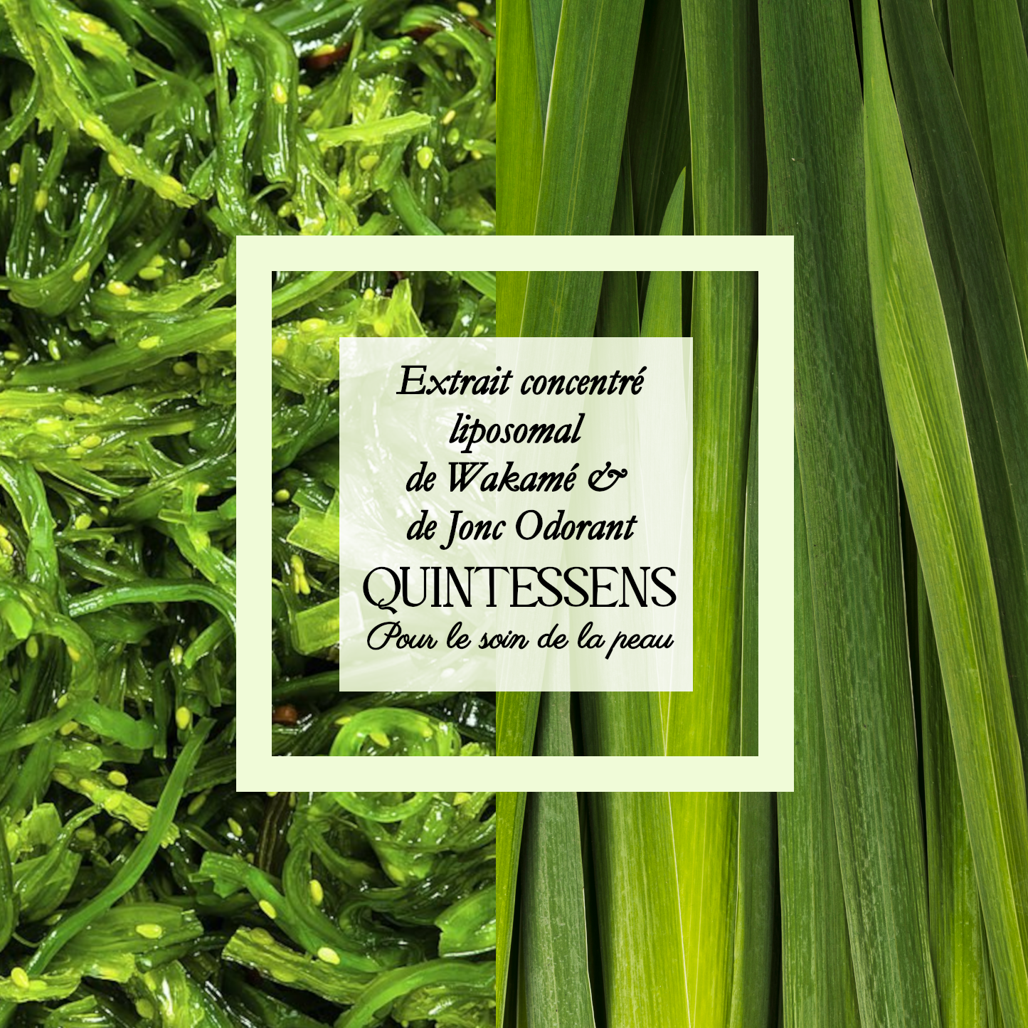 Wakamé et Acore odorant 25g