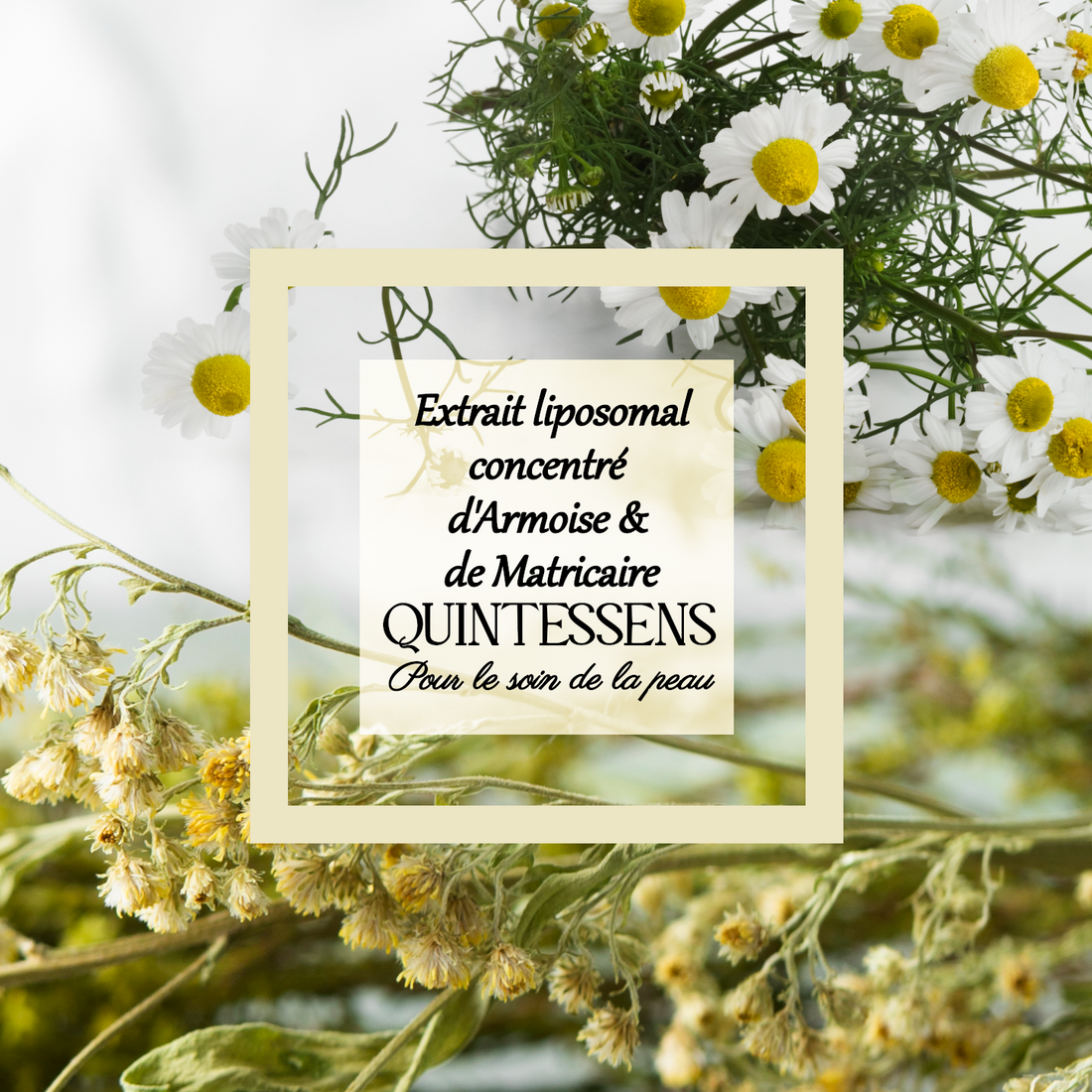 Extrait de plante Armoise & Matricaire 25g